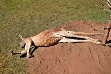 Very muscular wild red kangaroo lying with hand up