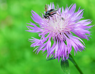 black fly bug on purple bachelor button wild flower in field under summer sun 
