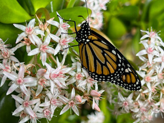 Monarch butterfly on jade plant flowers