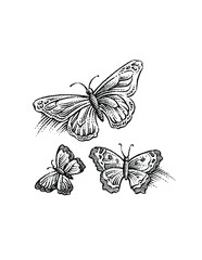 black and white butterfly
