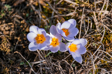 spring crocus flower in the garden