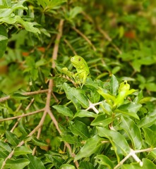 green tree frog