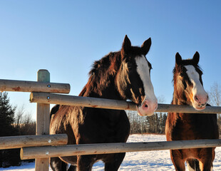 Portrait of two Clydesdale stallions against wooden fence in pasture  © LaurieSH