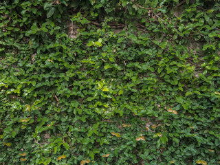 Obraz premium leaves on the wall