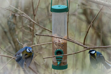 A blue tit closeup in Jena at a bird feeding spot