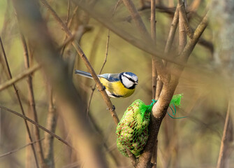A blue tit closeup in Jena at a bird feeding spot