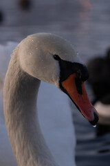 Fototapeta premium close up of a swan