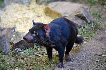 Wild tasmanian devil endangered with extinction