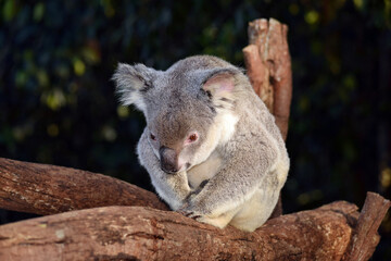 Cute koala sitting on a tree branch eucalyptus