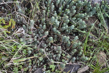 Close-up of blue stonecrop in the spring. Sedum rupestre.