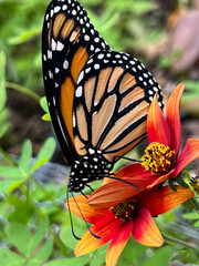 Monarch butterfly on bidens flowers