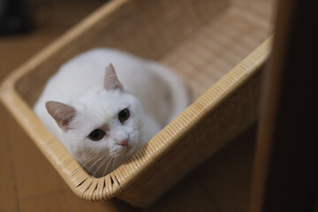 白の保護猫（a cute white rescued cat）