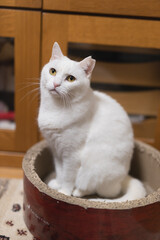 白の保護猫（a cute white rescued cat）