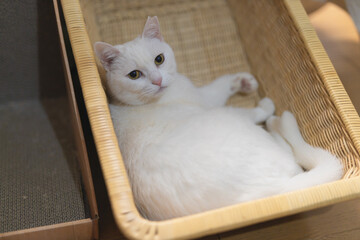 白の保護猫（a cute white rescued cat）