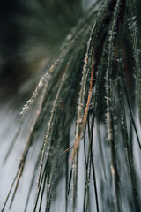 Close up of frozen pine needs