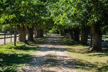Fototapeta na wymiar road in an uncovered field surrounded by trees, entrance to a hacienda