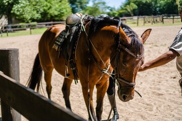 Obraz premium horse of silla argentina breed, equipped with riding implements, unhappy, animal mistreatment