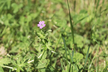 Fresh and young green grass in the spring meadow
