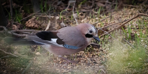 A jay closeup in Jena at spring