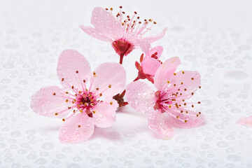 Three pink cherry blossom flowers with dew moisture. Three almond blossom or sakura flowers macro with droplets of water.