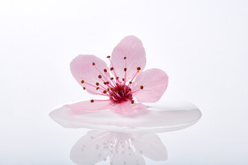 Single pink cherry blossom flower resting on a puddle of water. Almond blossom or sakura flower macro on water. 