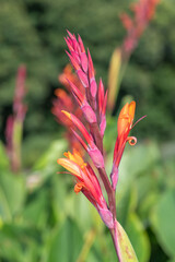 Indian shot (canna indica) flowers in bloom
