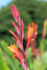 Obraz premium Indian shot (canna indica) flowers in bloom
