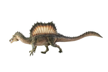 Spinosaurus , dinosaur on white background .