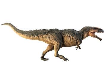 Giganotosaurus   , dinosaur on white background .