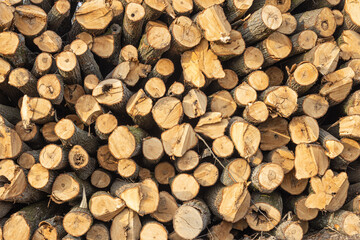 Pile of raw logs stacked at the edge of the forest. Freshly cutted. Wood logs texture background.