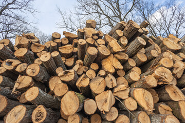 Forest exploitation. Pile of raw logs stacked at the edge of the forest. Detail of freshly cutted trees.