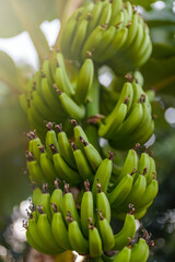 Bunch of unripe green bananas on plantation.