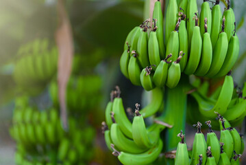 Bunch of unripe green bananas on plantation.