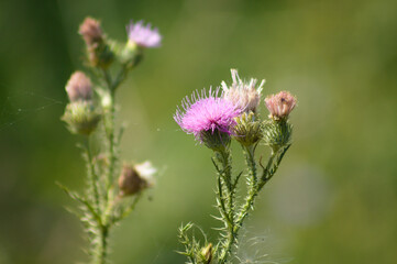 Spiny plumeless thistle in bloom closeup view with green blurred background