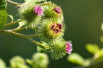 Lesser burdock in bloom closeup view with blurred plants on background