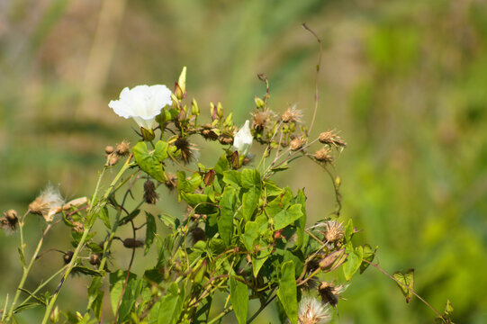 Hedge bindweed in bloom closeup on other plants with selective focus on foreground
