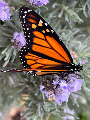 Obraz premium A beautiful butterfly rests on lavender blossoms.