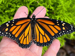 Holding a monarch butterfly