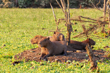 Bolivia Travel Andes