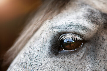 Portrait of a gray horse, close-up eye.