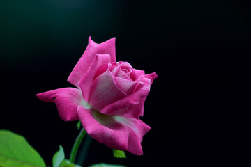 Hybrid tea rose. Beautiful pink rose on a black background.