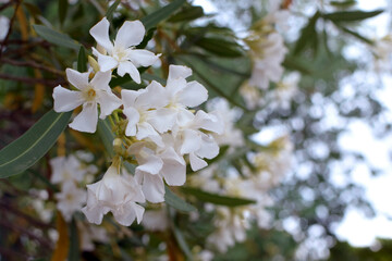 Nerium oleander in bloom, white flowers and green leaves. Twig of oleander with white flowers.