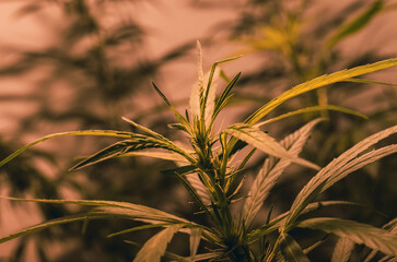 flowering cannabis plant indoors