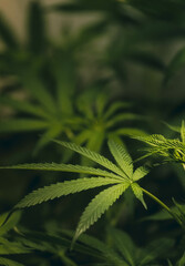 cannabis plant in details