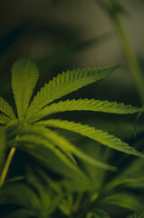 cannabis plant in details