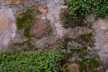 Abstracción de muro rústico con hierbas florecidas