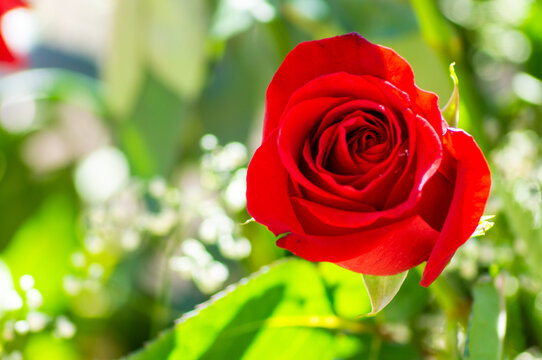 Rosa Roja