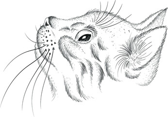The Vector logo cat for tattoo or T-shirt design or outwear.  Cute print style cat background. This hand drawing would be nice to make on the black fabric or canvas.