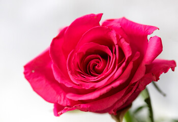 Close-up of red rose isolated on white backround 