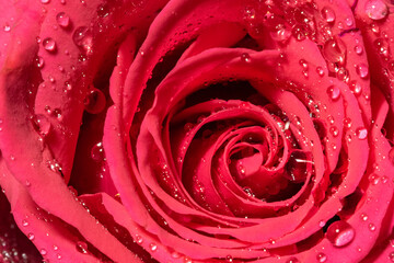 Close-up of red rose with water drops 